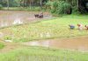 राज्याने आणखी एक शेतकरी कर्जमाफीची मुदत चुकवली