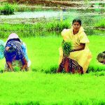 उशिरा पावसाने भात रोवणी मंदावली, शेतकऱ्यांना उर्वरित हंगामाच्या आशा आहेत