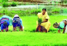उशिरा पावसाने भात रोवणी मंदावली, शेतकऱ्यांना उर्वरित हंगामाच्या आशा आहेत